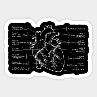 Anatomical Heart Diagram (White Text) Sticker